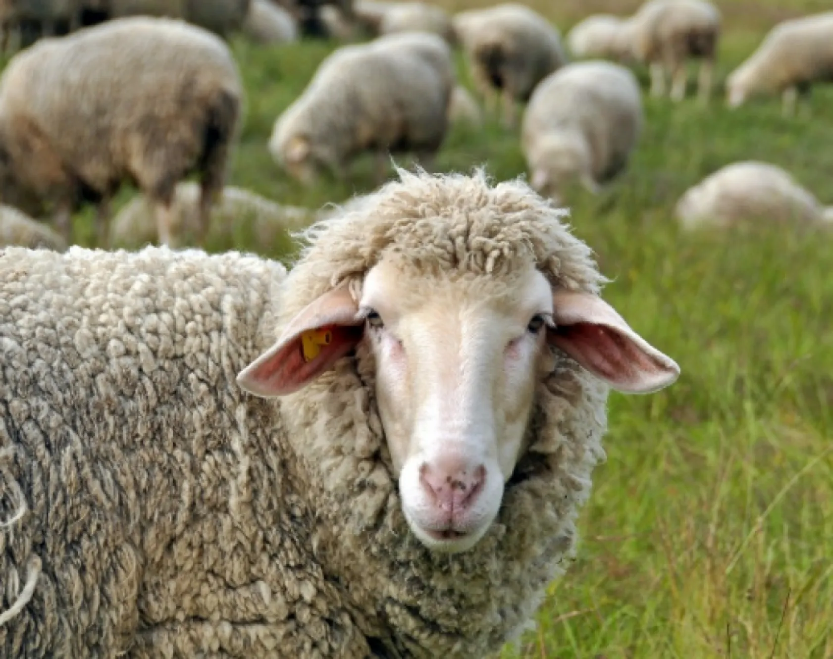 Kurban Bayramı tatilinin kaç gün olacağı netleşti!