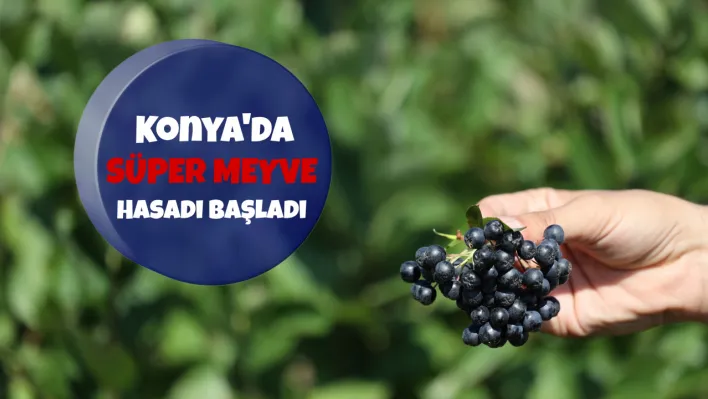 Konya'da süper meyve hasadı başladı: Yakında vatandaşlarla buluşacak