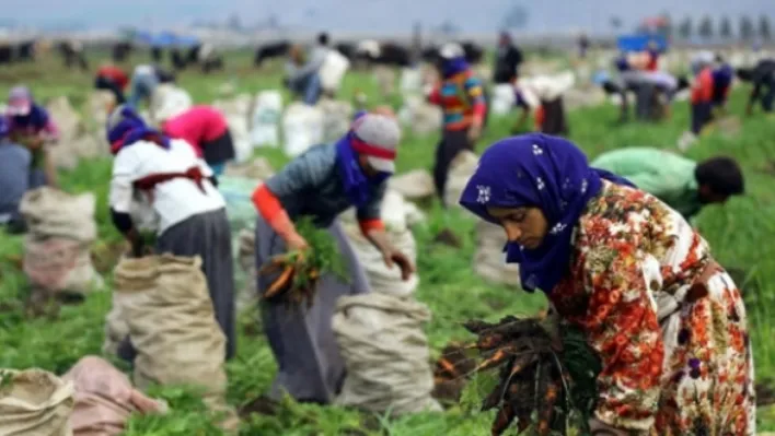 Tarımsal İşletmelerde 2023'te İşçi Ücretlerinde Patlama: Mevsimlik İşçilere Büyük Artış!